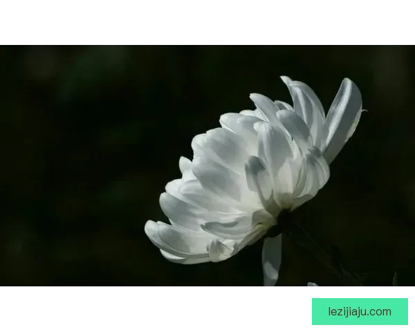 险些丧命老将破荒泪指苍天祭父 险些丧命老将破荒泪指苍天祭父